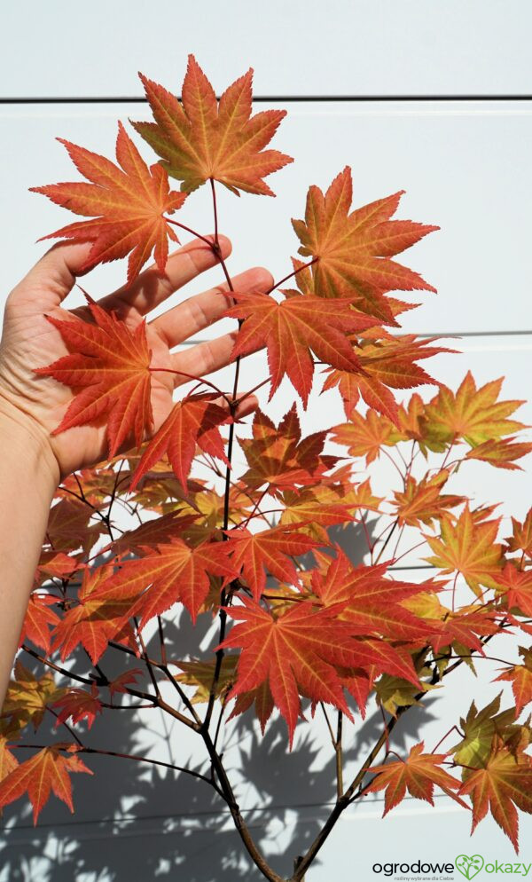 KLON SHIRASAWY AUTUMN MOON Acer shirasawanum