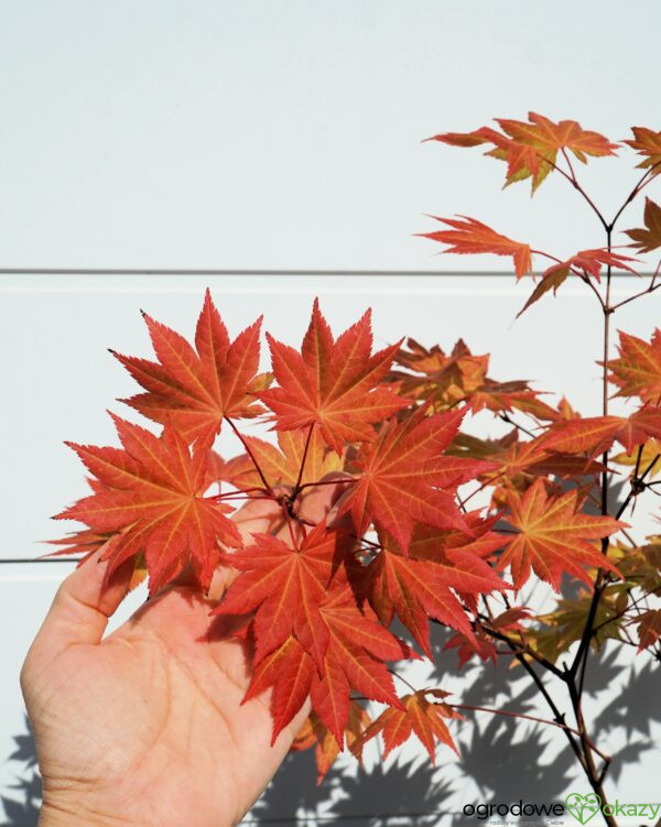 KLON SHIRASAWY AUTUMN MOON Acer shirasawanum