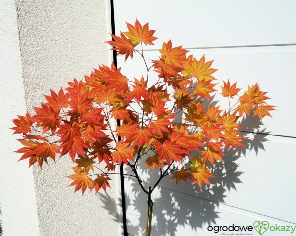 KLON SHIRASAWY AUTUMN MOON Acer shirasawanum