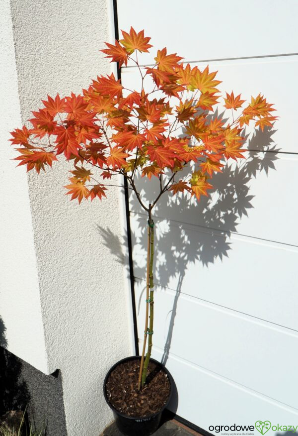 KLON SHIRASAWY AUTUMN MOON Acer shirasawanum