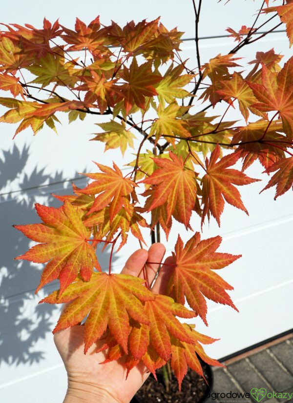 KLON SHIRASAWY AUTUMN MOON Acer shirasawanum