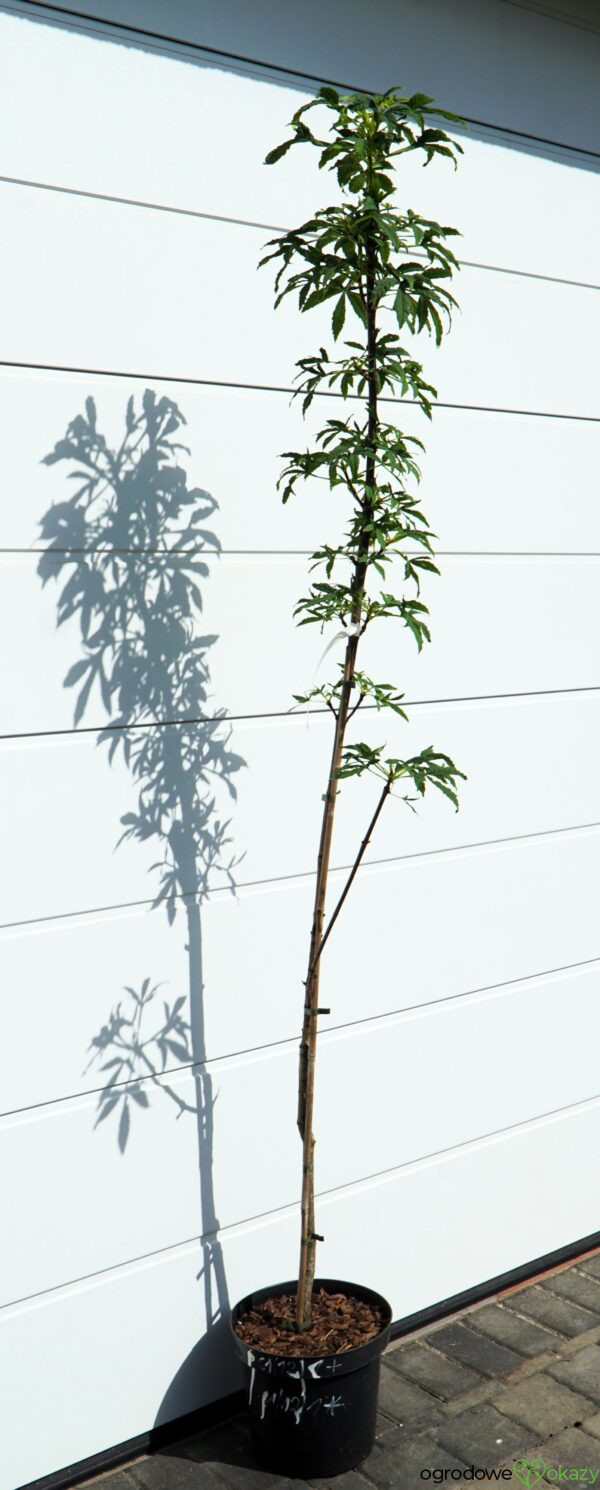 KASZTANOWIEC DIGITATA Aesculus