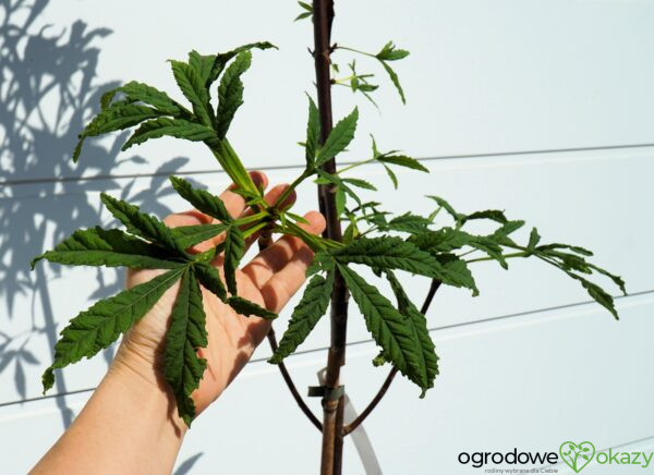 KASZTANOWIEC DIGITATA Aesculus