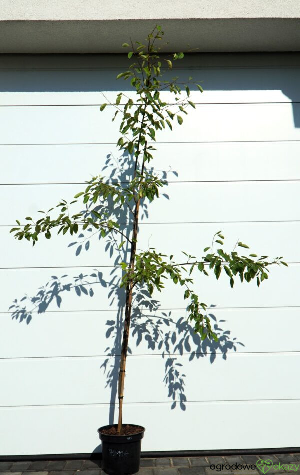 ŚWIDOŚLIWA LAMARCKA Amelanchier lamarckii