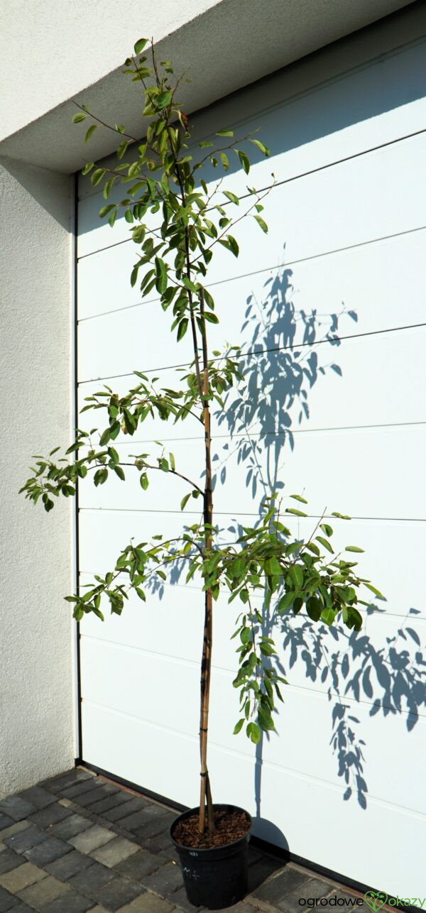 ŚWIDOŚLIWA LAMARCKA Amelanchier lamarckii