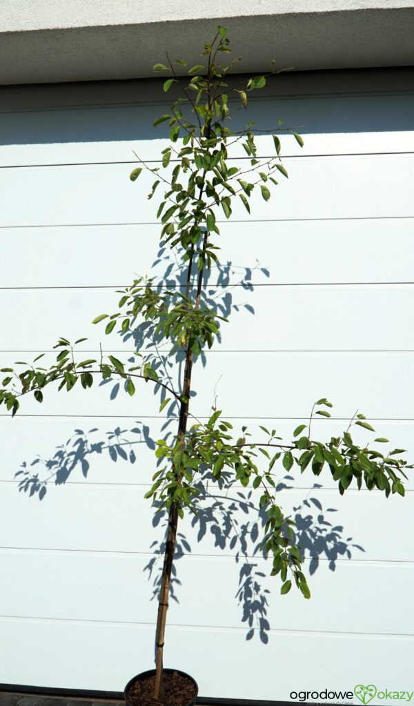 ŚWIDOŚLIWA LAMARCKA Amelanchier lamarckii