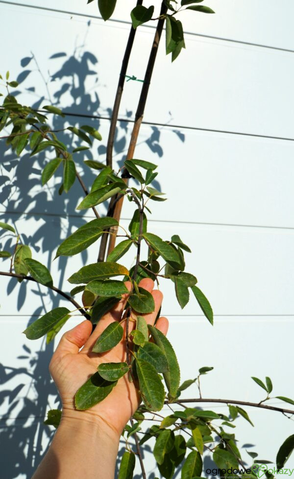 ŚWIDOŚLIWA LAMARCKA Amelanchier lamarckii