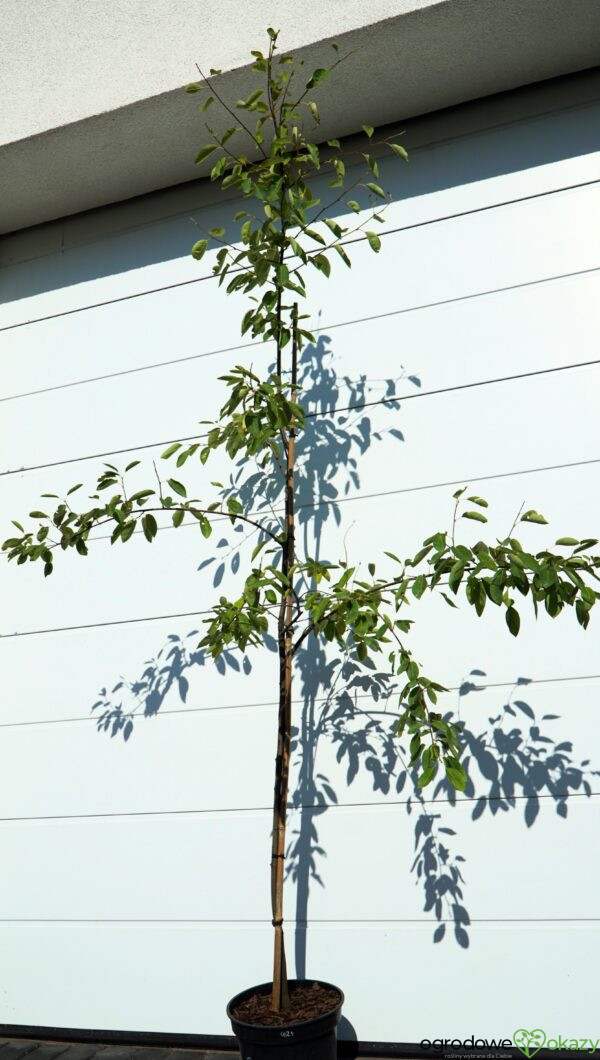 ŚWIDOŚLIWA LAMARCKA Amelanchier lamarckii