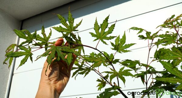 KLON PALMOWY AKA SHIGITATSU SAWA Acer palmatum 'Aka shigitatsu sawa'