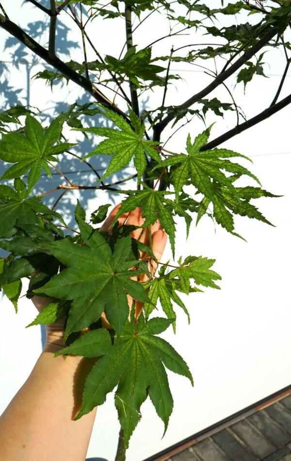 KLON PALMOWY AKA SHIGITATSU SAWA Acer palmatum 'Aka shigitatsu sawa'