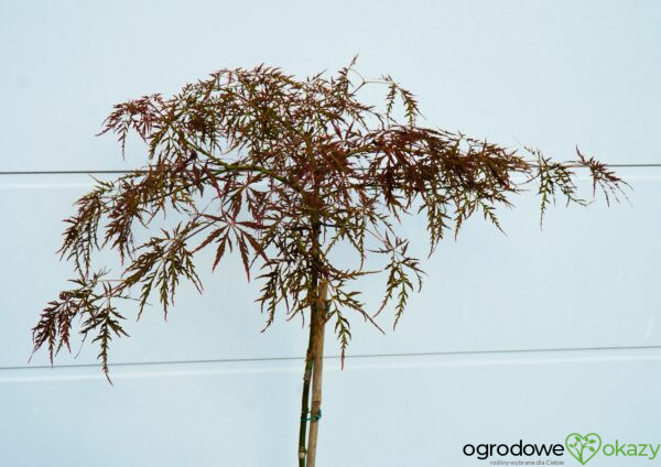 KLON PALMOWY ORNATUM Acer palmatum