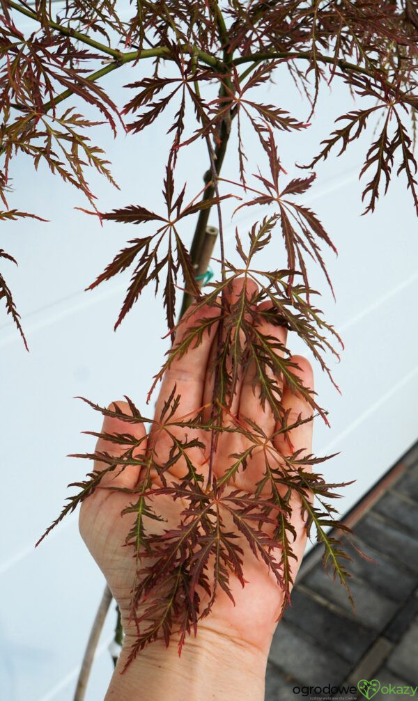 KLON PALMOWY ORNATUM Acer palmatum