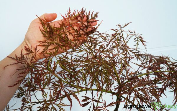 KLON PALMOWY ORNATUM Acer palmatum