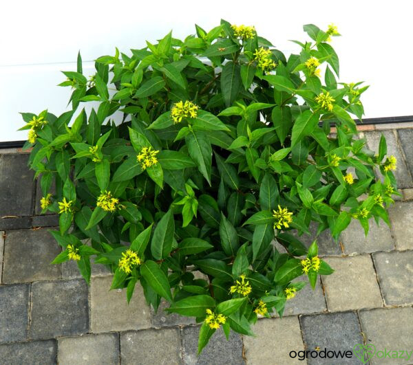 ZADRZEWNIA BEZOGONKOWA BUTTERFLY Diervilla sessilifolia