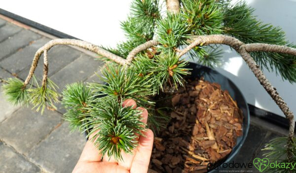 SOSNA OŚCISTA Pinus aristata