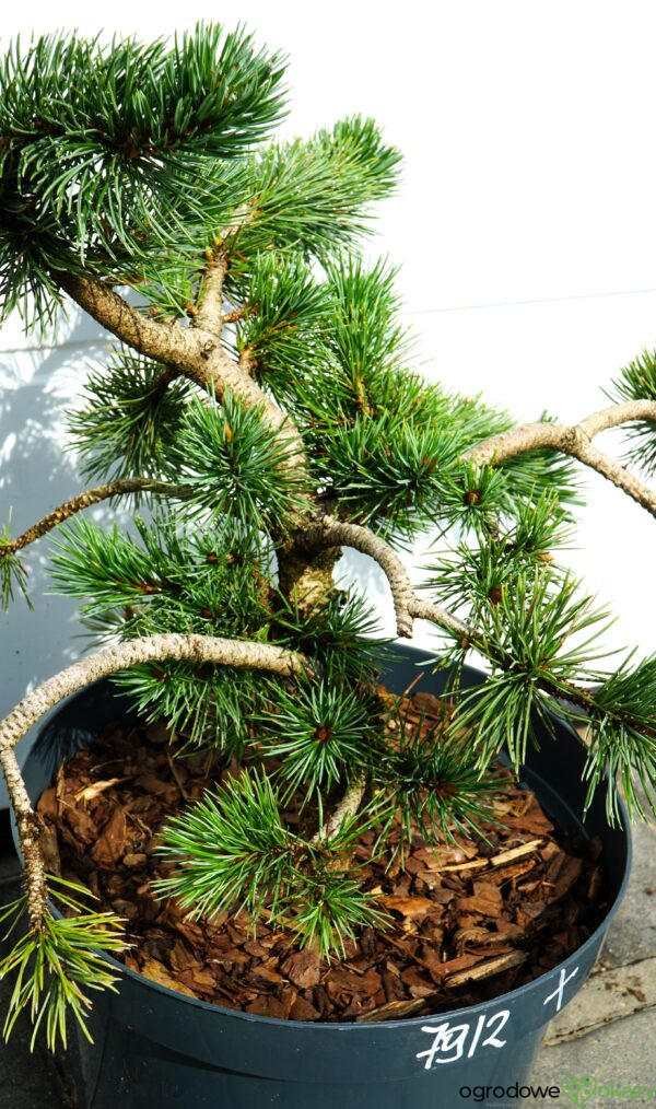 SOSNA OŚCISTA Pinus aristata