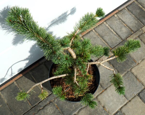 SOSNA OŚCISTA Pinus aristata