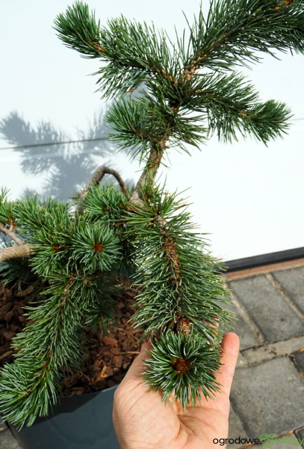 SOSNA OŚCISTA Pinus aristata