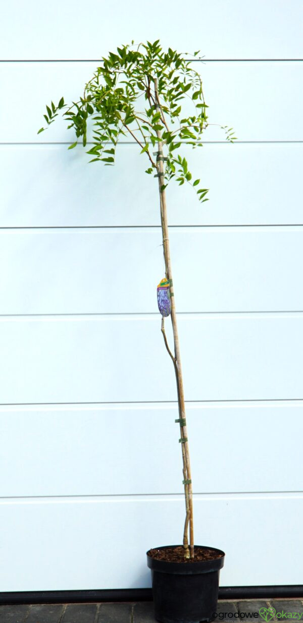 GLICYNIA AMERYKAŃSKA/KENTACKA 'BLUE MOON' Wisteria macrostachya