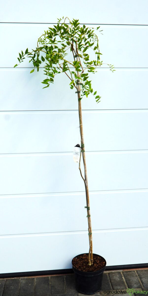 GLICYNIA AMERYKAŃSKA/KENTACKA 'BLUE MOON' Wisteria macrostachya