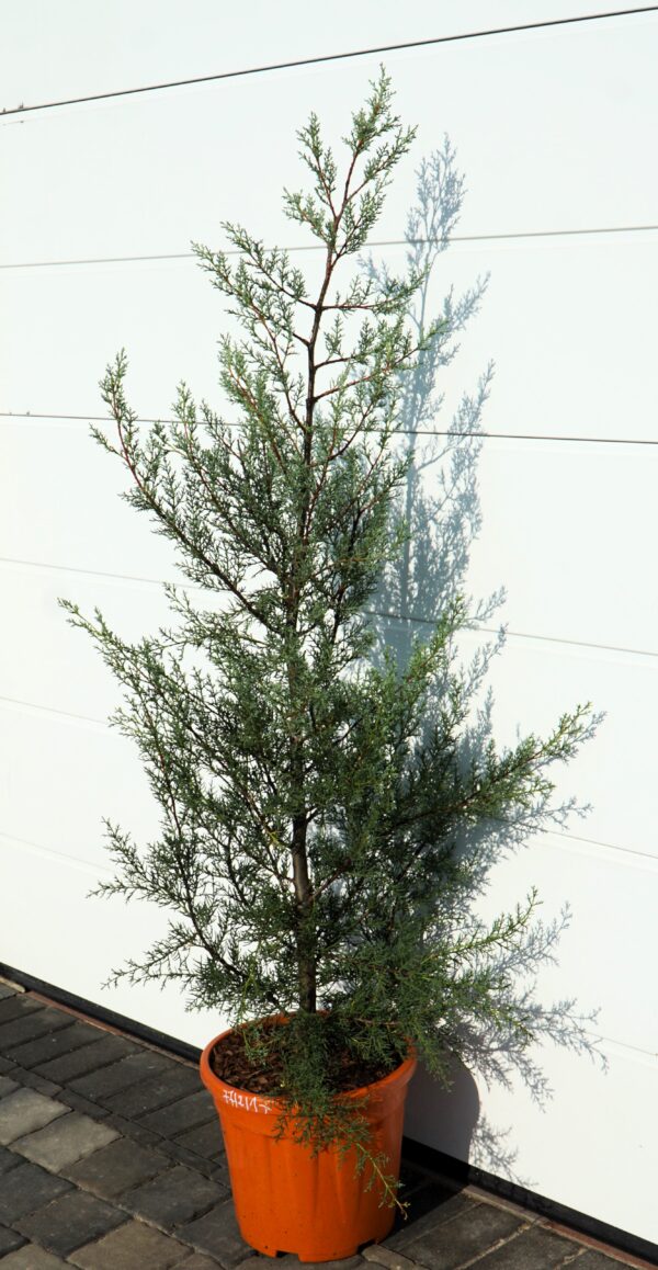 CYPRYS ARIZOŃSKI GLAUCA Cupressus arizonica