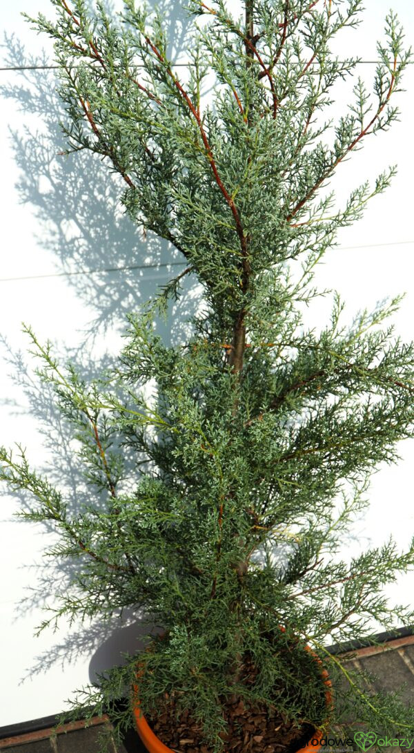 CYPRYS ARIZOŃSKI GLAUCA Cupressus arizonica