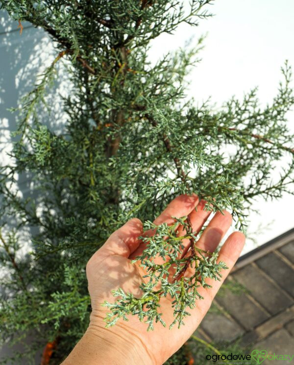 CYPRYS ARIZOŃSKI GLAUCA Cupressus arizonica