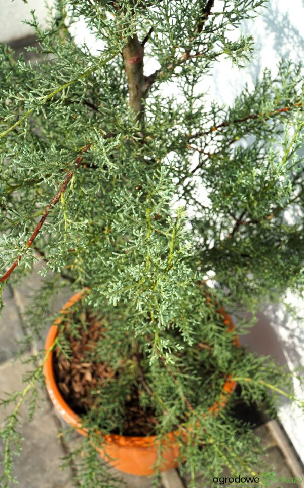 CYPRYS ARIZOŃSKI GLAUCA Cupressus arizonica