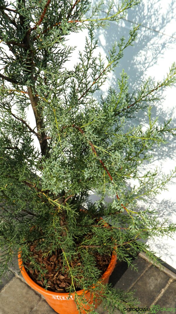 CYPRYS ARIZOŃSKI GLAUCA Cupressus arizonica