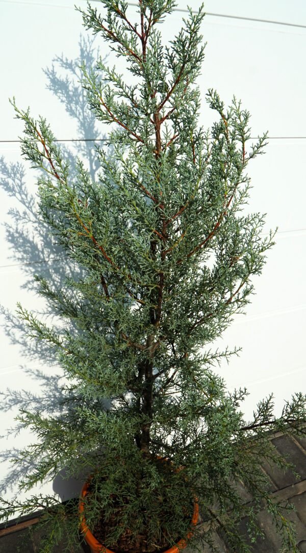 CYPRYS ARIZOŃSKI GLAUCA Cupressus arizonica