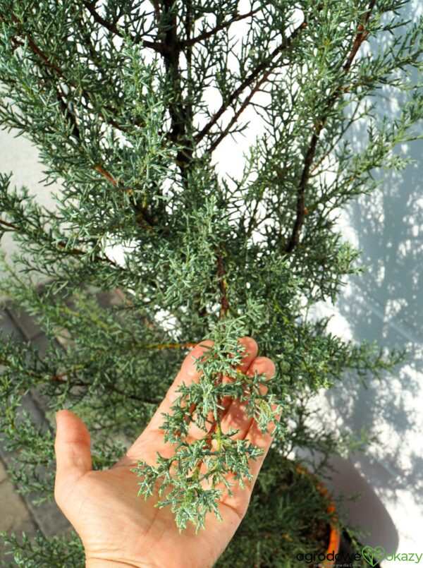 CYPRYS ARIZOŃSKI GLAUCA Cupressus arizonica