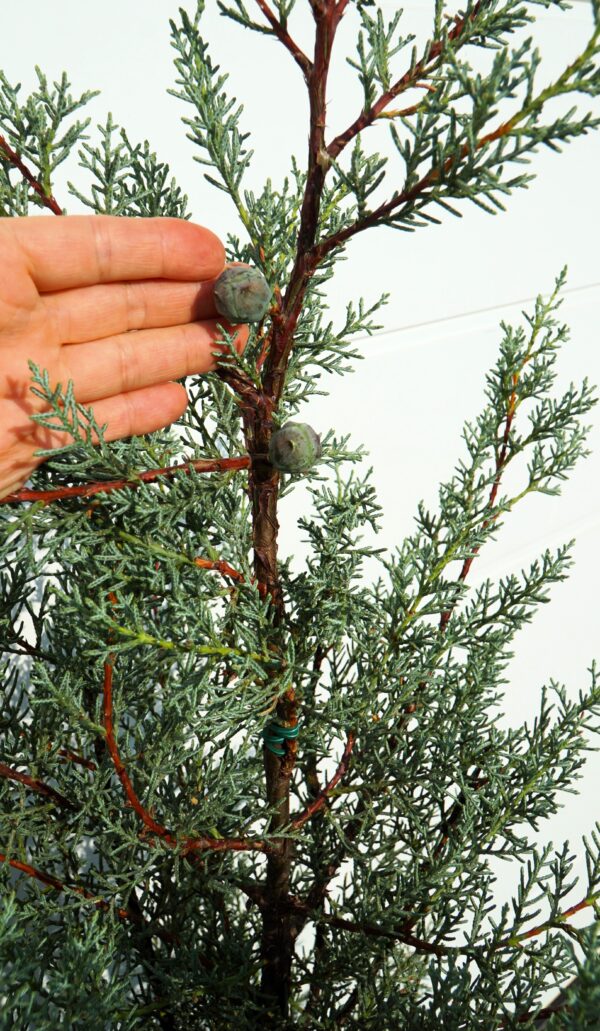 CYPRYS ARIZOŃSKI GLAUCA Cupressus arizonica