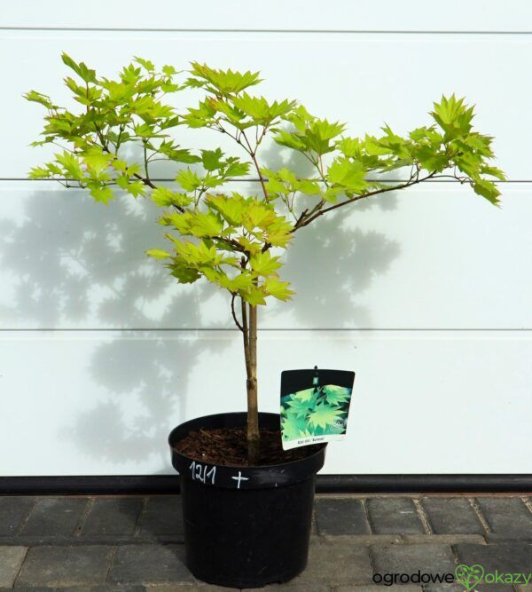 KLON SHIRASAWY AUREUM Acer shirasawanum