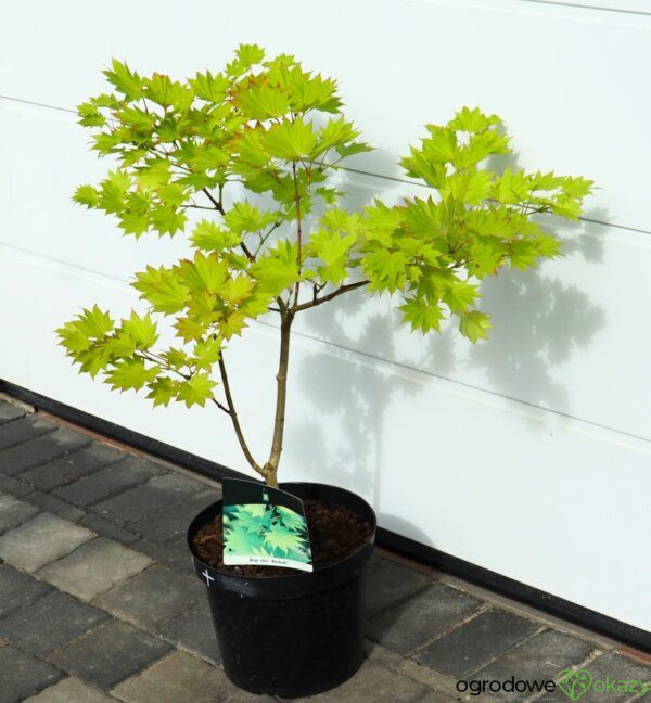 KLON SHIRASAWY AUREUM Acer shirasawanum