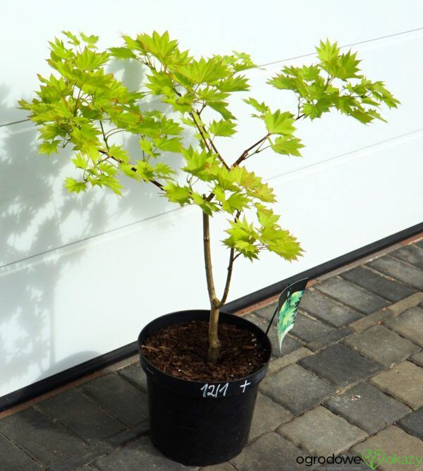 KLON SHIRASAWY AUREUM Acer shirasawanum