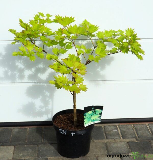 KLON SHIRASAWY AUREUM Acer shirasawanum