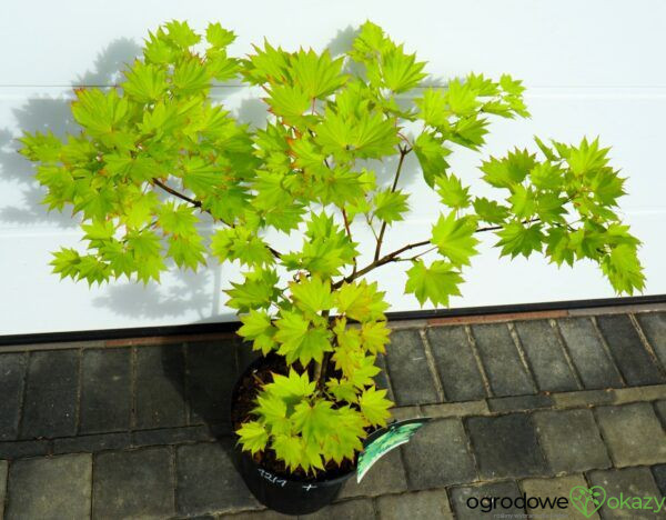 KLON SHIRASAWY AUREUM Acer shirasawanum