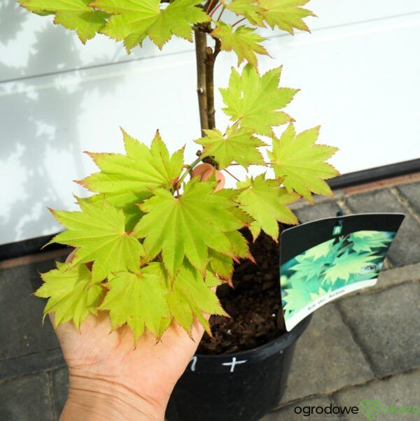 KLON SHIRASAWY AUREUM Acer shirasawanum