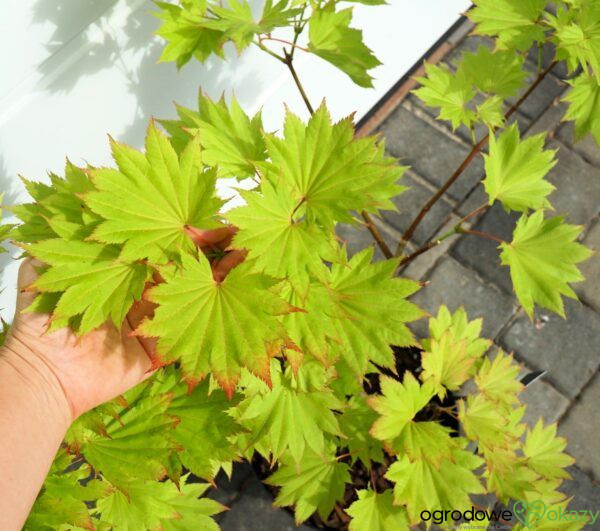 KLON SHIRASAWY AUREUM Acer shirasawanum