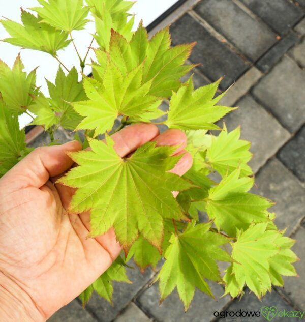 KLON SHIRASAWY AUREUM Acer shirasawanum