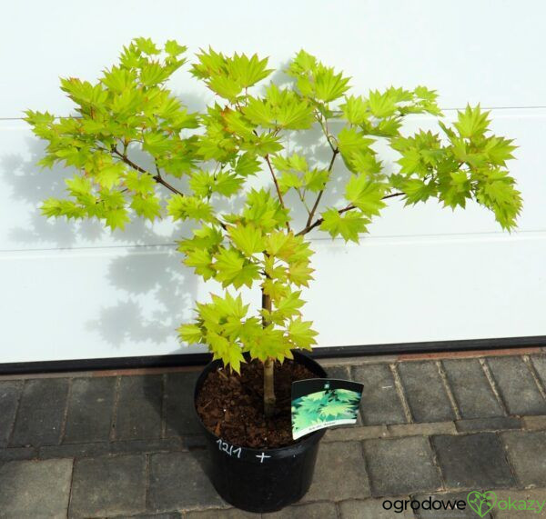 KLON SHIRASAWY AUREUM Acer shirasawanum