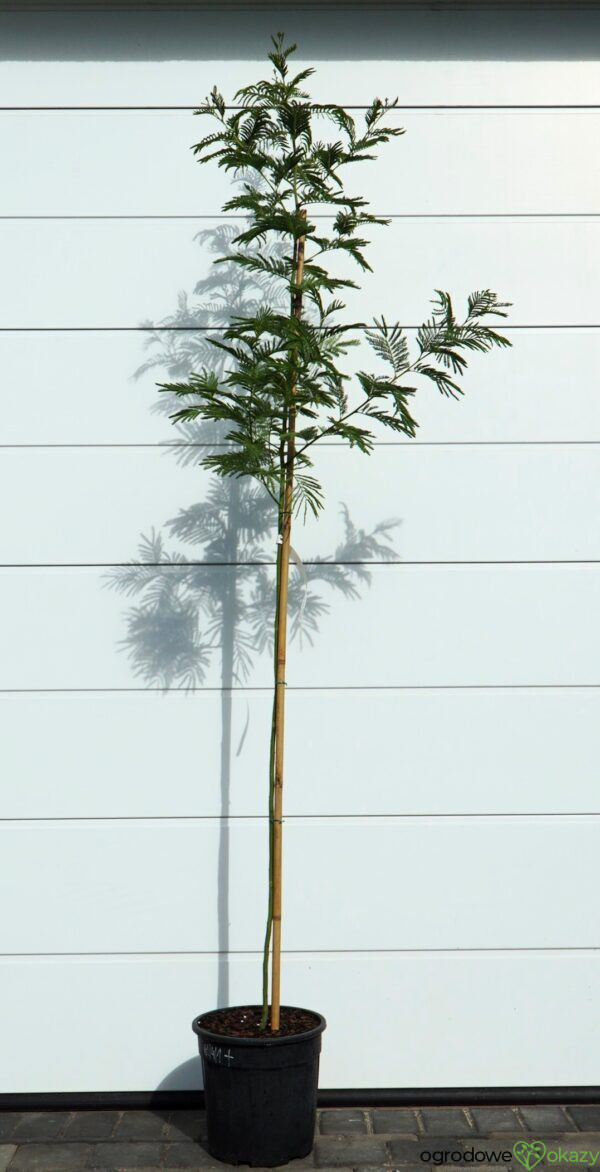 AKACJA SREBRZYSTA LES GAULOIS Acacia dealbata