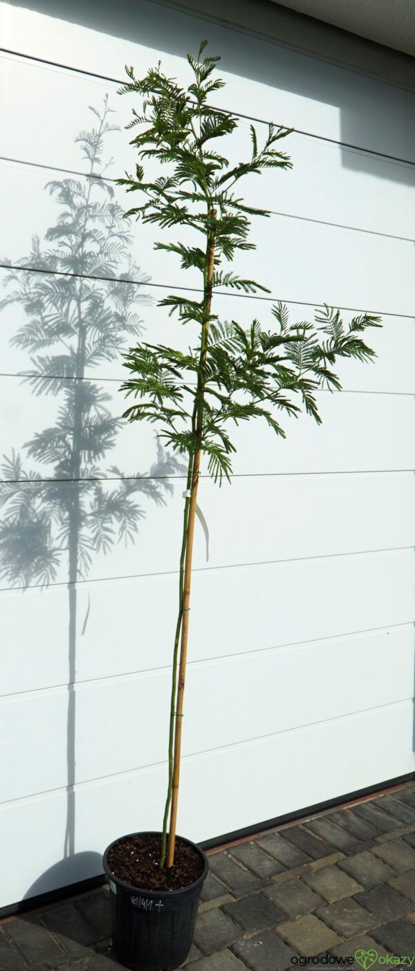 AKACJA SREBRZYSTA LES GAULOIS Acacia dealbata