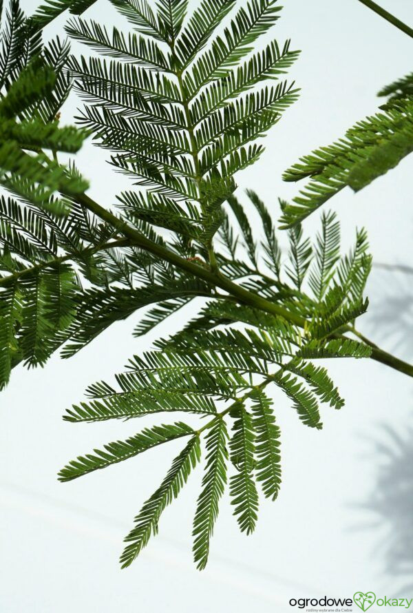 AKACJA SREBRZYSTA LES GAULOIS Acacia dealbata