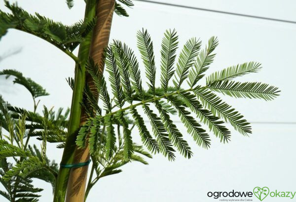 AKACJA SREBRZYSTA LES GAULOIS Acacia dealbata