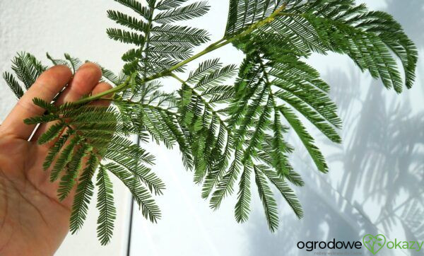 AKACJA SREBRZYSTA LES GAULOIS Acacia dealbata