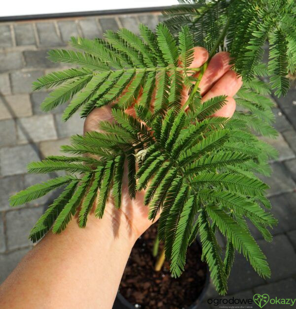 AKACJA SREBRZYSTA LES GAULOIS Acacia dealbata