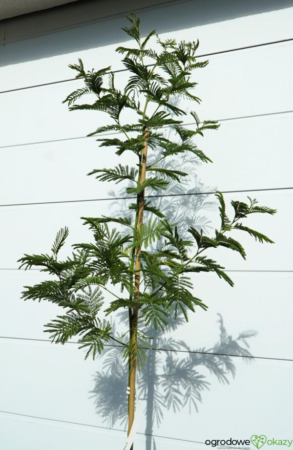 AKACJA SREBRZYSTA LES GAULOIS Acacia dealbata