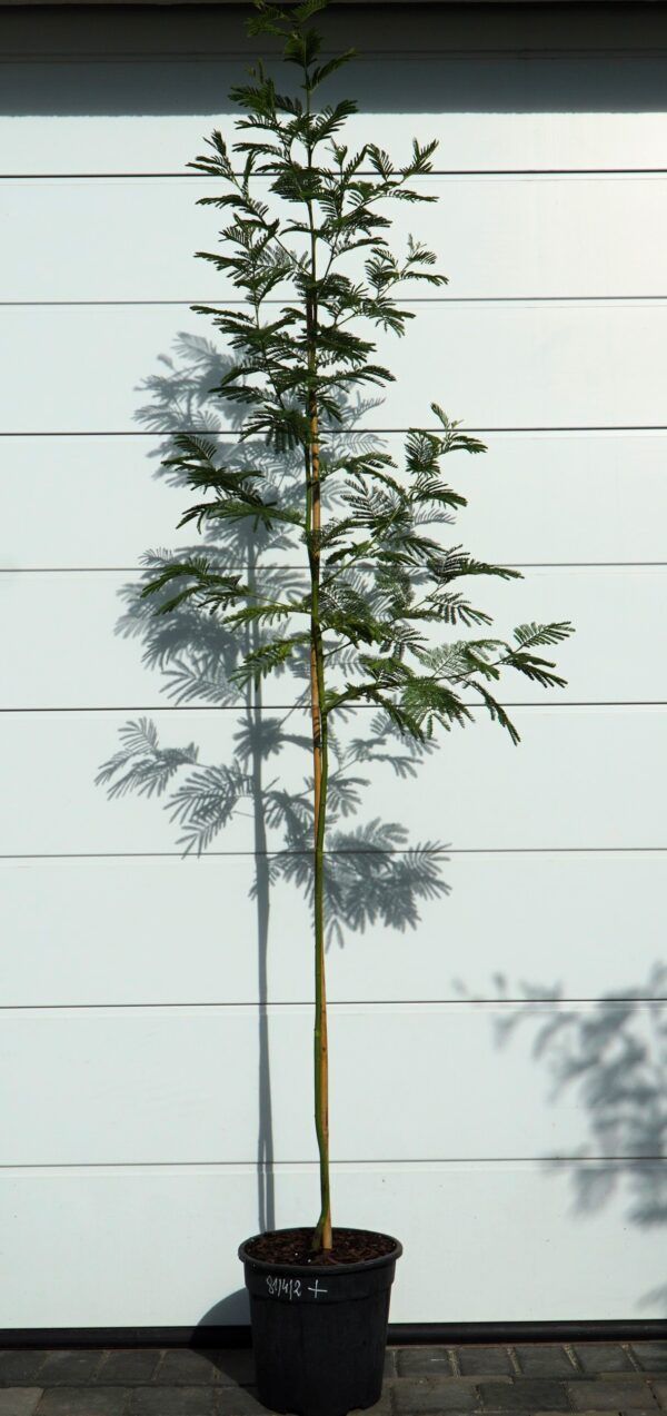 AKACJA SREBRZYSTA LES GAULOIS Acacia dealbata