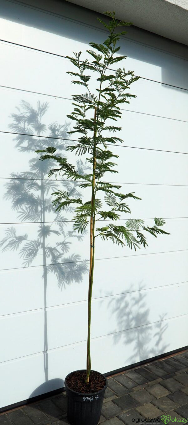 AKACJA SREBRZYSTA LES GAULOIS Acacia dealbata